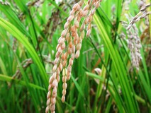 Arrime de la cosecha de arroz afectado por precio al consumi...