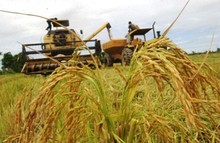 Venezuela incrementó compra de arroz brasilero en 300%