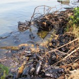 Yexon Huerta: Derrames de petróleo en el lago afectan a pesc...
