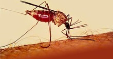 OMS: Venezuela no logra frenar la malaria