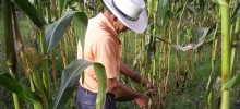 Román Suárez: Solo se producen 800 mil hectáreas de maíz