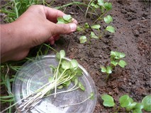 Jóvenes del Sepinami aprenden arte de sembrar hortalizas