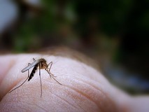 88.500 personas enfermaron con malaria en 2014
