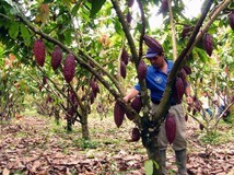 Gobierno de Miranda benefició a más 4 mil 500 agricultores e...