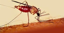 Salud Miranda: Malaria registró en 2016 cifra más alta en 45...