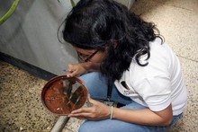 Chacao inició medición de índice aédico en el municipio